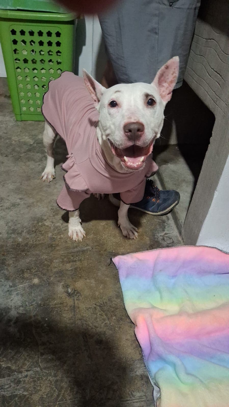 Manchas, perrita rescatada, sonriendo con su ropita rosada